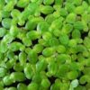 Duckweed Lemna Minor 100g/Cultured