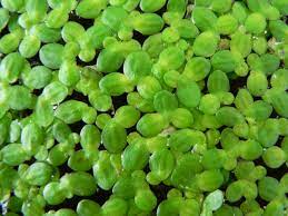 Duckweed Lemna Minor 100g/Cultured