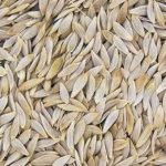 Lettuce Seed Pack 10g