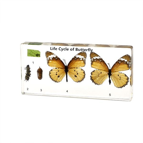 LIFE CYCLE OF BUTTERFLY II - PLASTIC EMBEDDED