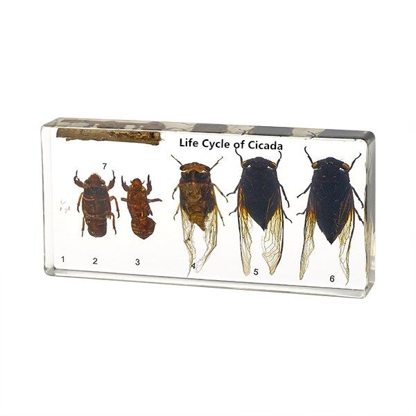 Cicada Life Cycle Model