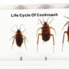 Cockroach Life Cycle Model