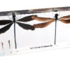 Damselfly Life Cycle Set