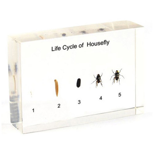 Housefly Life Cycle Model