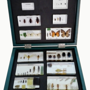 Insect Life Cycle Kit