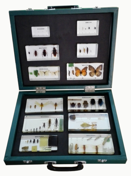 Insect Life Cycle Kit