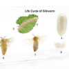 Silkworm Life Cycle Model