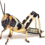 Live 4th Instar 10/Pack