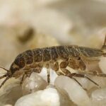 Live Adult Asellus 100/Pk