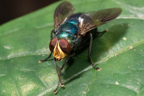 Live Blowfly Adults 100/Kit