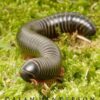 Millipedes Native Species Pk/10