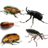 Land Beetle Species 10/Pack