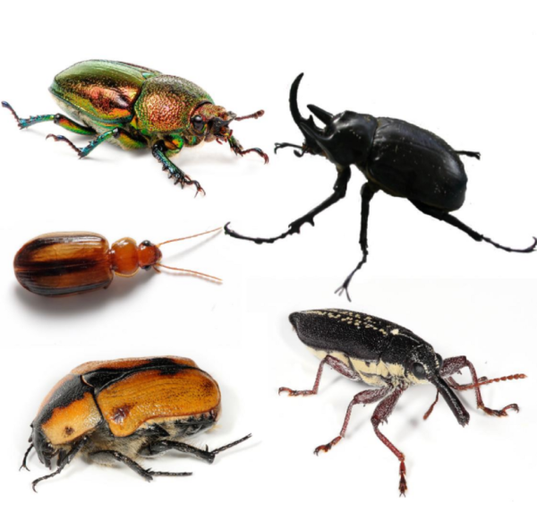 Land Beetle Species 10/Pack