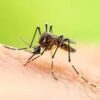 Preserved Adult Mosquito Specimen 10/pk