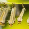 Mosquito Larvae Culex 10/Pack