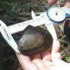 Freshwater Mussel Anodonta 5/pk