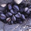 Educational Mussel Mytilus 10/pk