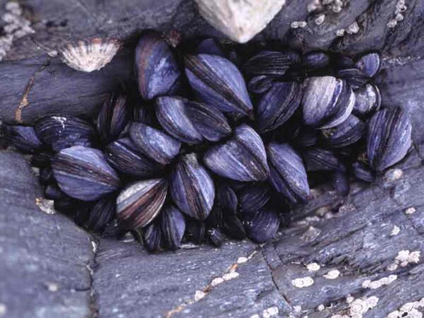 Educational Mussel Mytilus 10/pk