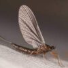 Mayfly Nymphs Chloen 10/Pack