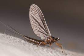 Mayfly Nymphs Chloen 10/Pack