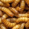 Mealworm Crickets Larvae