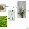 Moss Life Cycle Pack