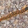Native Species Centipede 10/Pack