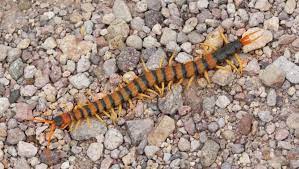 Native Species Centipede 10/Pack