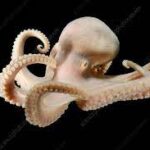 Captivating Preserved Octopus Specimen
