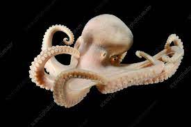 Captivating Preserved Octopus Specimen