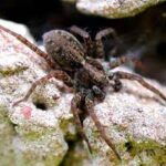 Live Pardosa Spiders 10/Pack