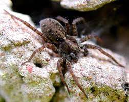 Live Pardosa Spiders 10/Pack