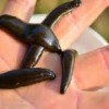 Pond Leeches Mix 10/Pack