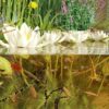 60-Specimen Freshwater Aquarium Collection