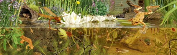 60-Specimen Freshwater Aquarium Collection