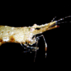 Live Leander Prawns 10/Pack
