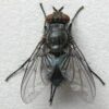 Preserved Adult Blowfly Specimen
