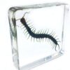 Preserved Centipede Specimen 10/Pack