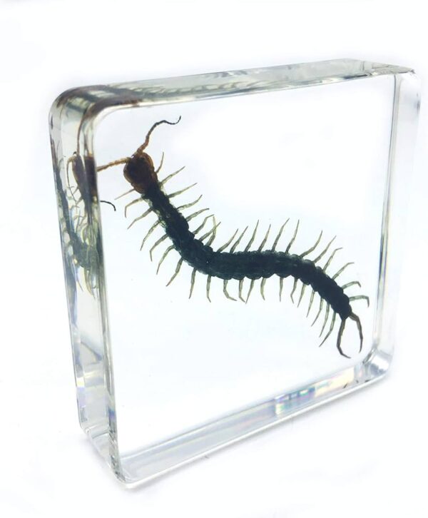 Preserved Centipede Specimen 10/Pack