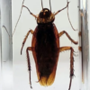 Preserved Blatta Orientalis Cockroach