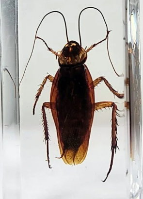 Preserved Giant Cockroach Specimen
