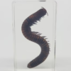 Preserved Millipede Specimen 10/pack