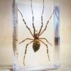 Preserved Spider Specimen 10/Pk