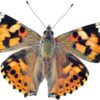 Live Painted Butterfly Kit