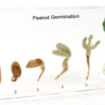 Peanut Germination Acrylic Specimen