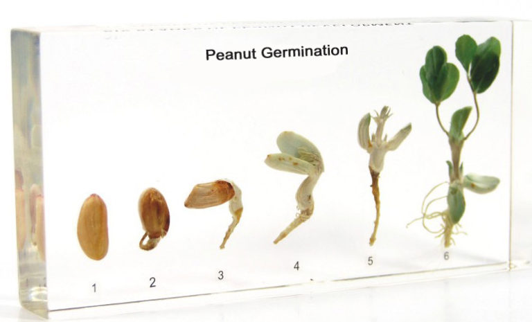 Peanut Germination Acrylic Specimen - Eduscience Video Gallery