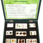 Plant Kingdom Specimen 9pcs/set