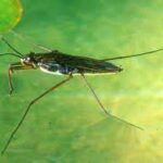 Pond Skater Gerris 10/Pack