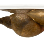 Whelk Lymnaea Stagnalis 10/pack