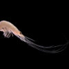 Preserved Prawn Specimens 5/Pack